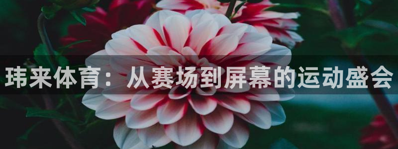 玮来体育：从赛场到屏幕的运动盛会
